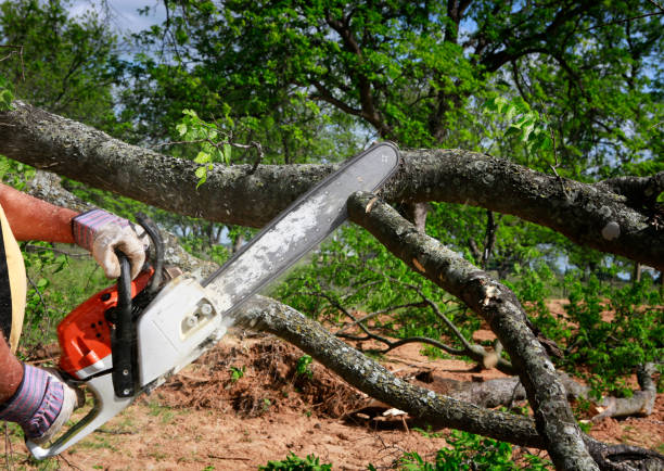 Best Professional Tree Care  in Middleport, NY